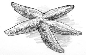 children's book illustration for "Starfish Summer"