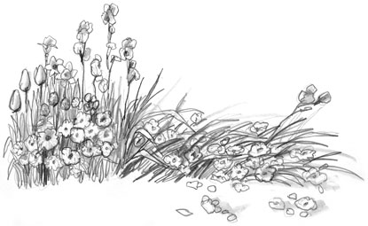 children's book illustration for "Starfish Summer"