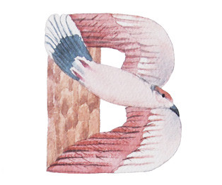 Watercolor painting of bird alphabet