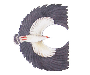 Watercolor painting of bird alphabet