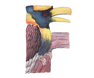 Watercolor painting of bird alphabet
