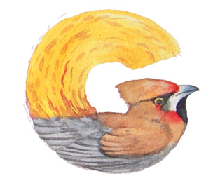 Watercolor painting of bird alphabet
