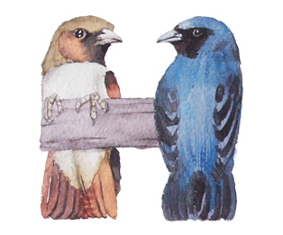 Watercolor painting of bird alphabet
