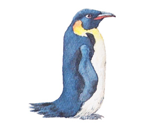 Watercolor painting of bird alphabet