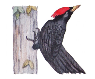 Watercolor painting of bird alphabet