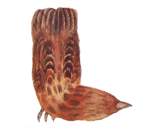 Watercolor painting of bird alphabet