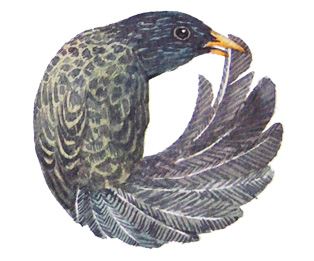 Watercolor painting of bird alphabet