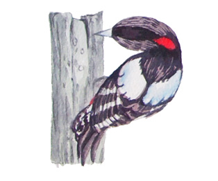 Watercolor painting of bird alphabet
