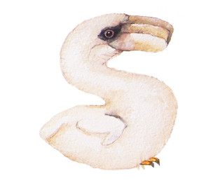 Watercolor painting of bird alphabet