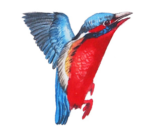 Watercolor painting of bird alphabet