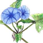 Color and value in a watercolor painting