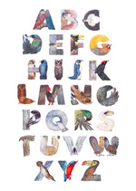 unique alphabet poster with birds matching the letters