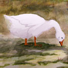 Watercolor painting by a student of Yong Chen: geezes