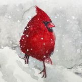 Bird Cardinal Watercolor