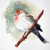 Bird Plumage Watercolor