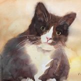 Cat Front Watercolor