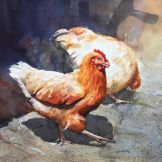 Chickens Watercolor