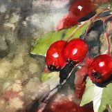 Cranberries Watercolor