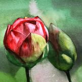 Lotus Watercolor