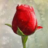 Rose Bud Watercolor